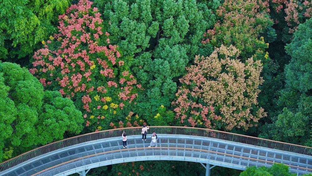 一樹欒花一樹秋 泉州市區(qū)大坪山欒樹花開(kāi)成海